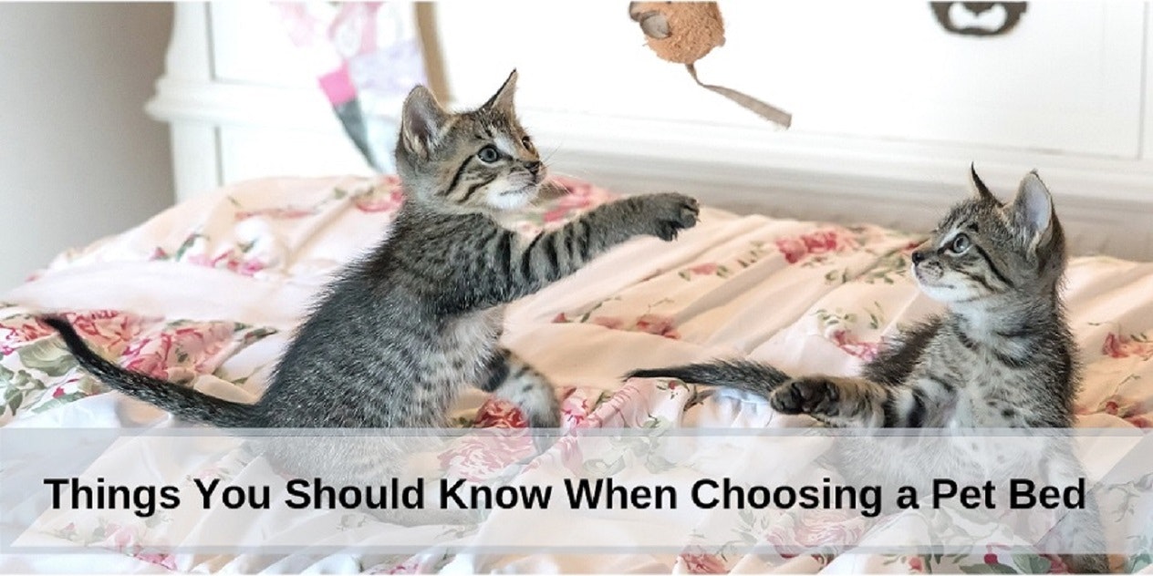 Select a Pet Bed with Stephanie Taunton