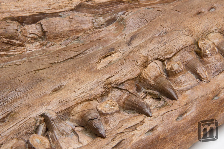 Mini Museum 3 gallery image