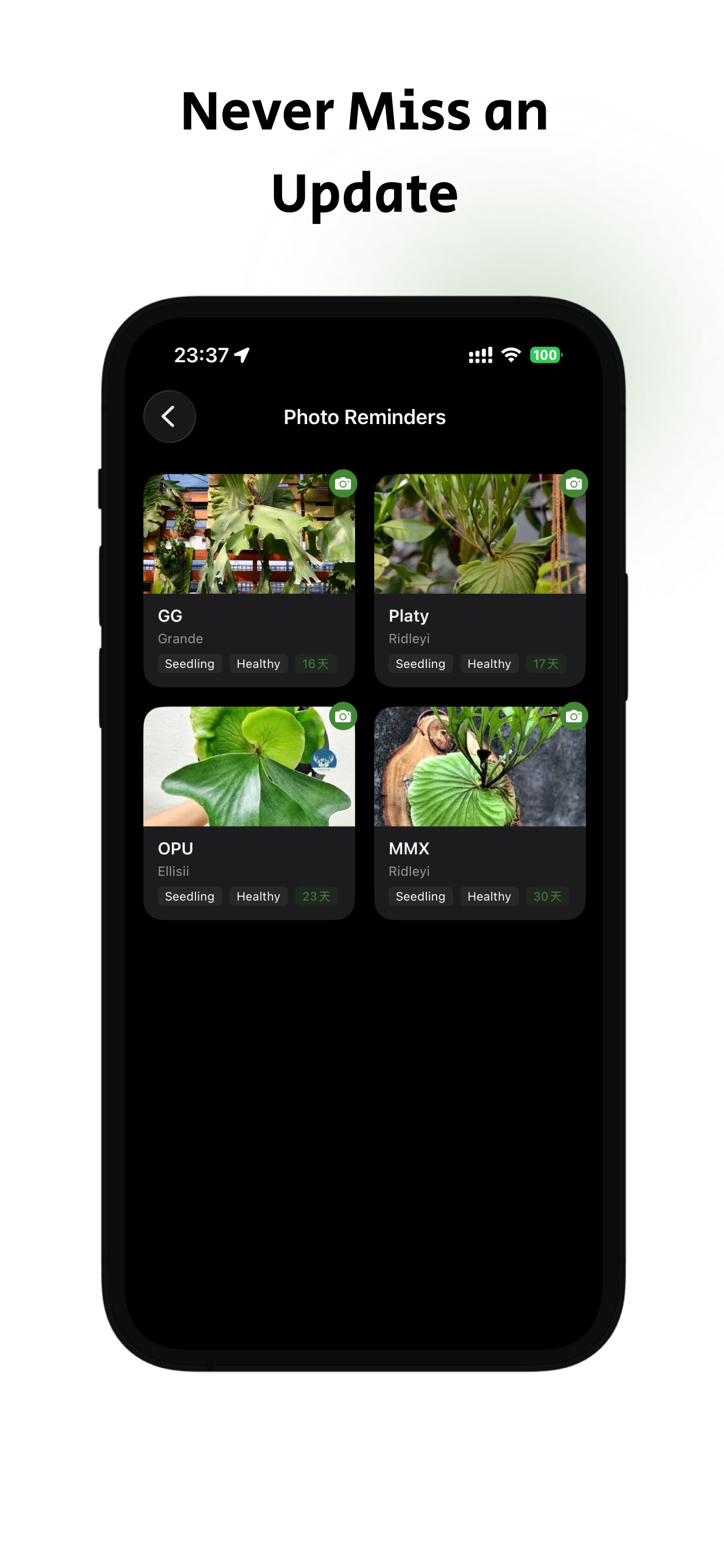 StaghornPal gallery image