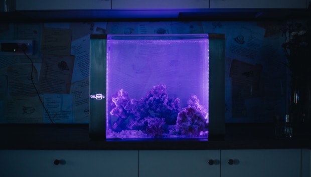 Bluenero gallery image