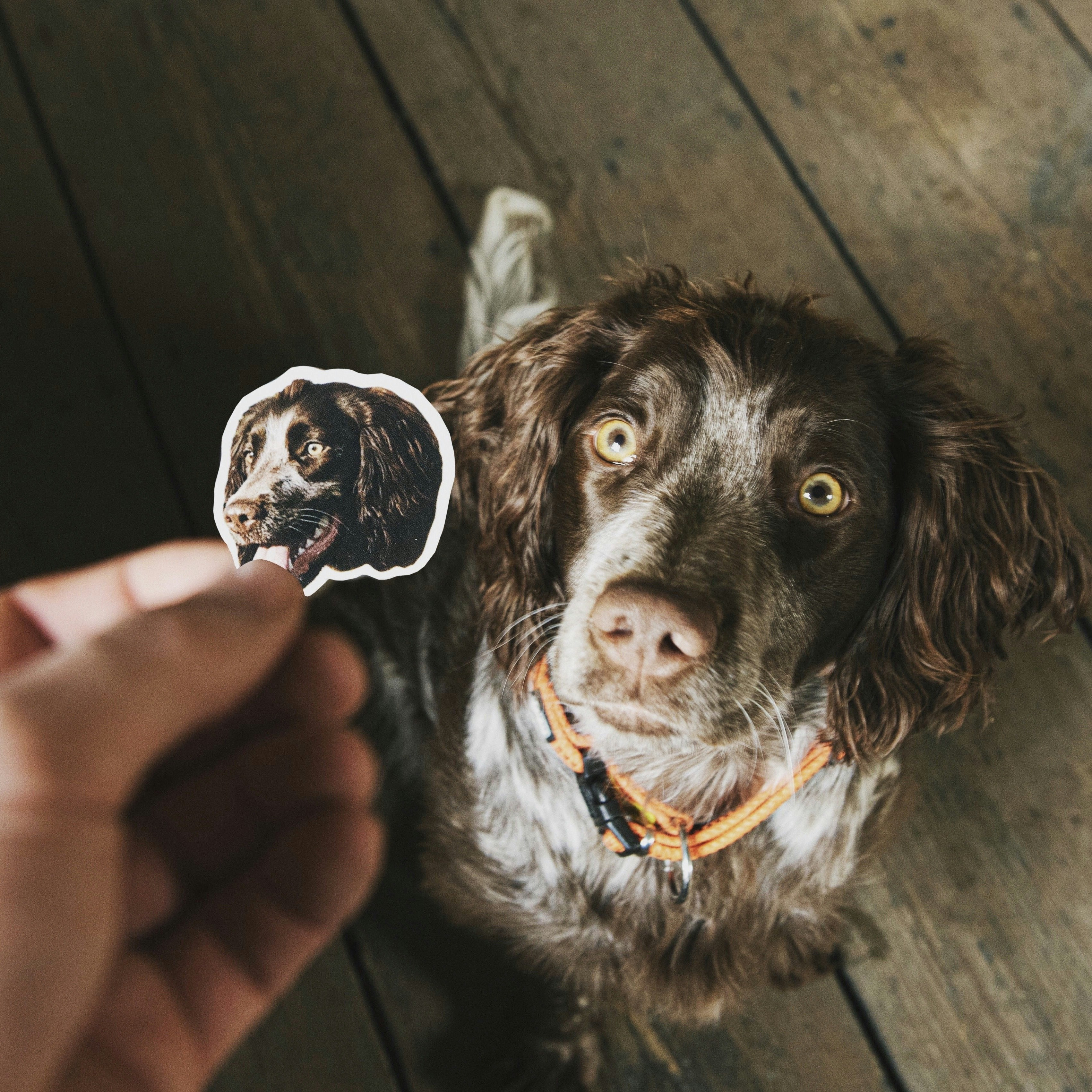 Sticker Pet gallery image