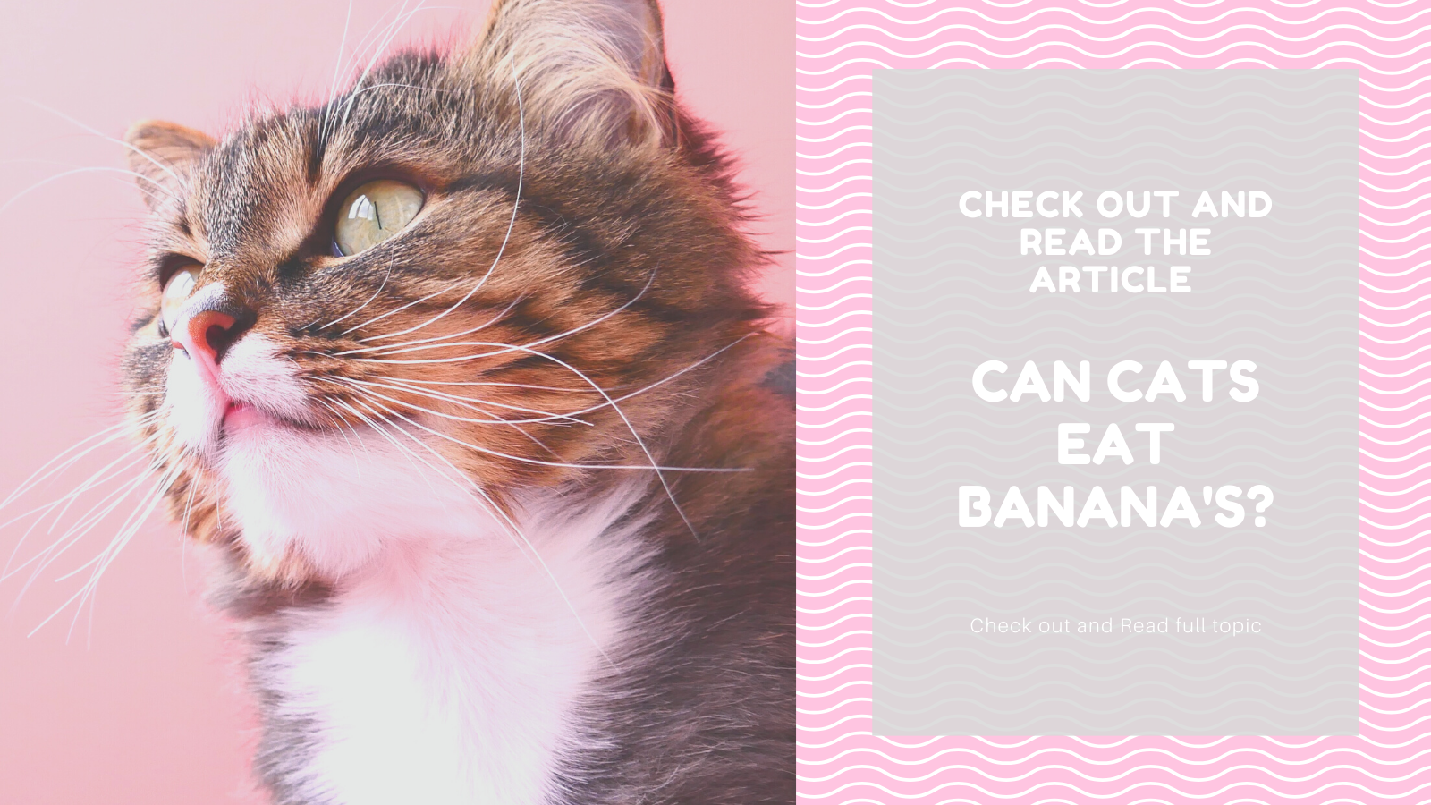 cancatseat gallery image