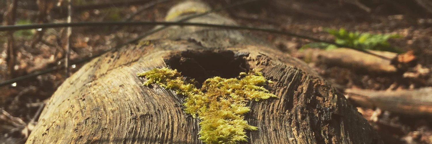 David Robinson cover