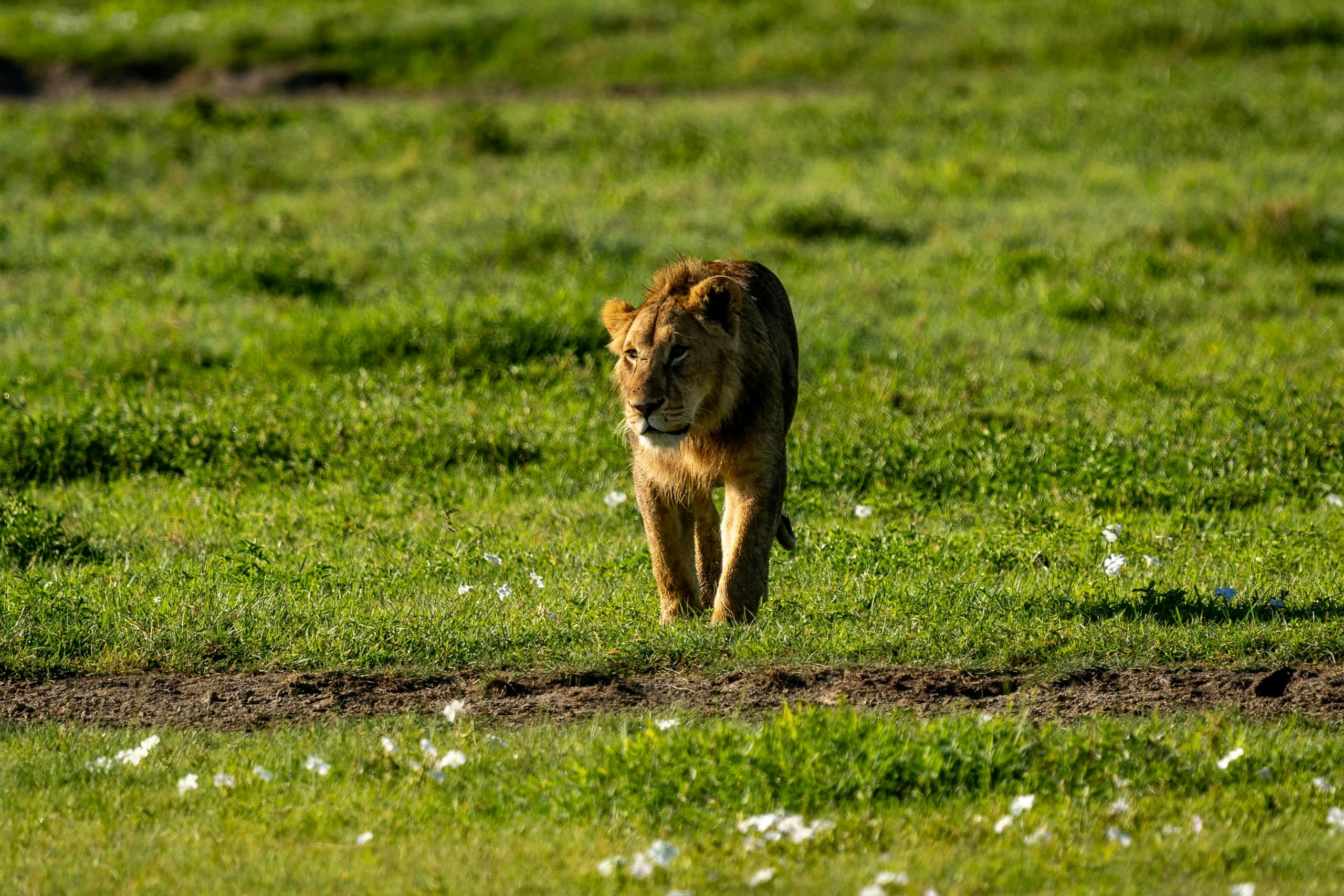 Africantrust Safari gallery image