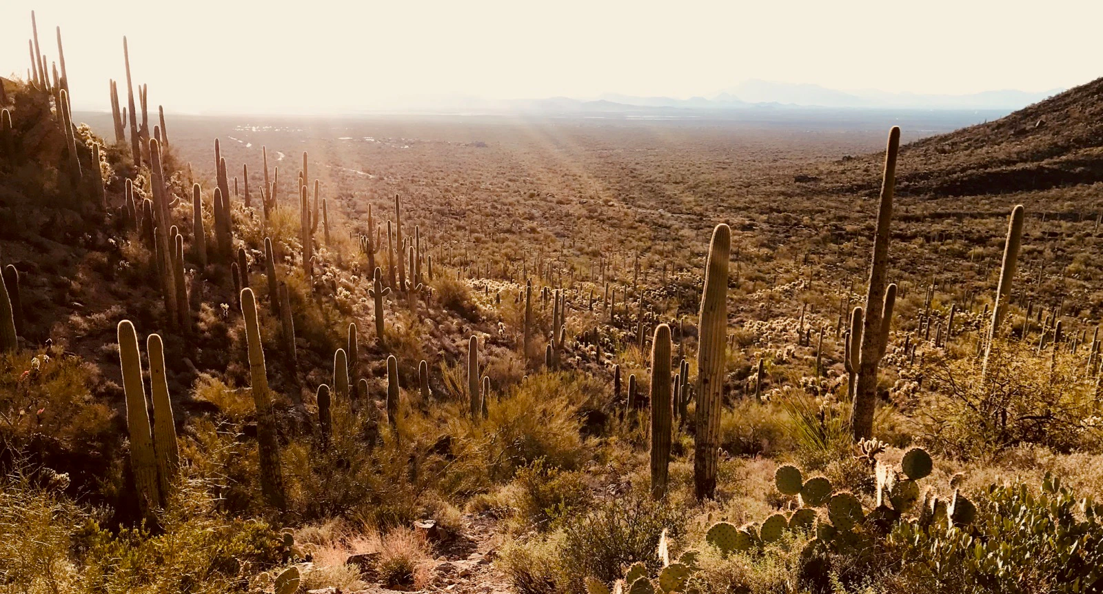 Jerome Dalbert cover