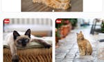 Jigsaw Galaxy: Cats Edition (Android) image