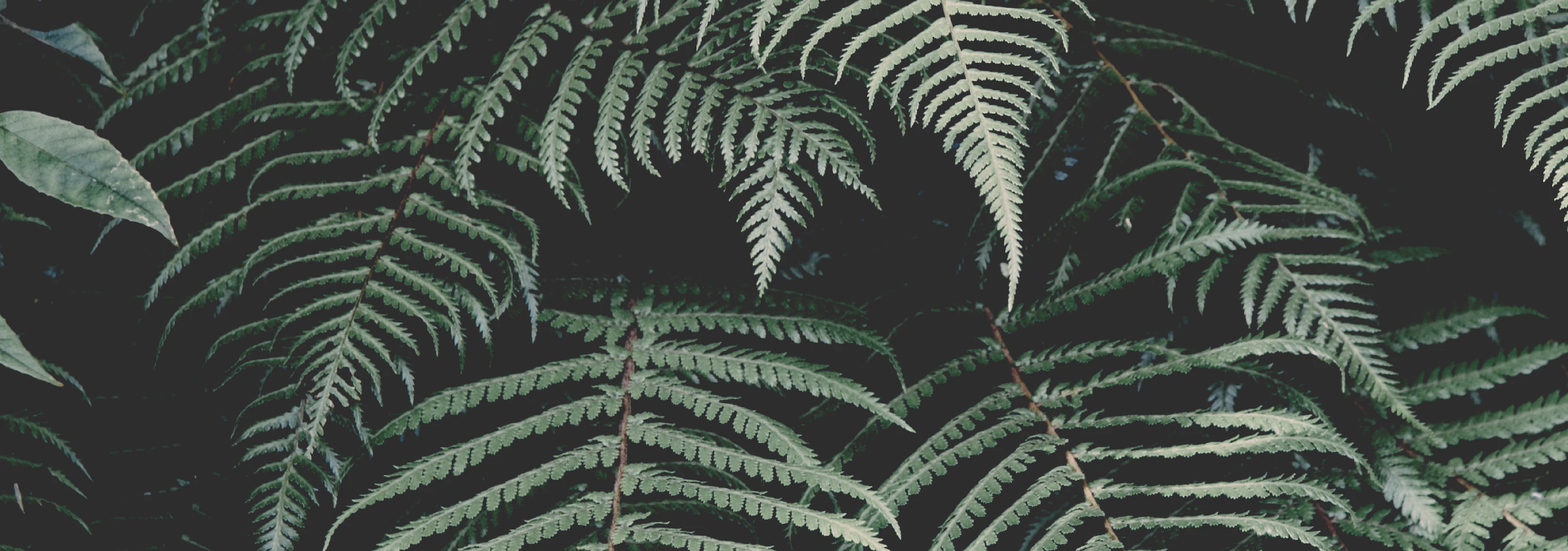 Romain Brabant cover