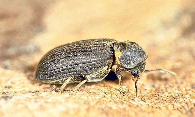 Radiolab - Hard Knock Life