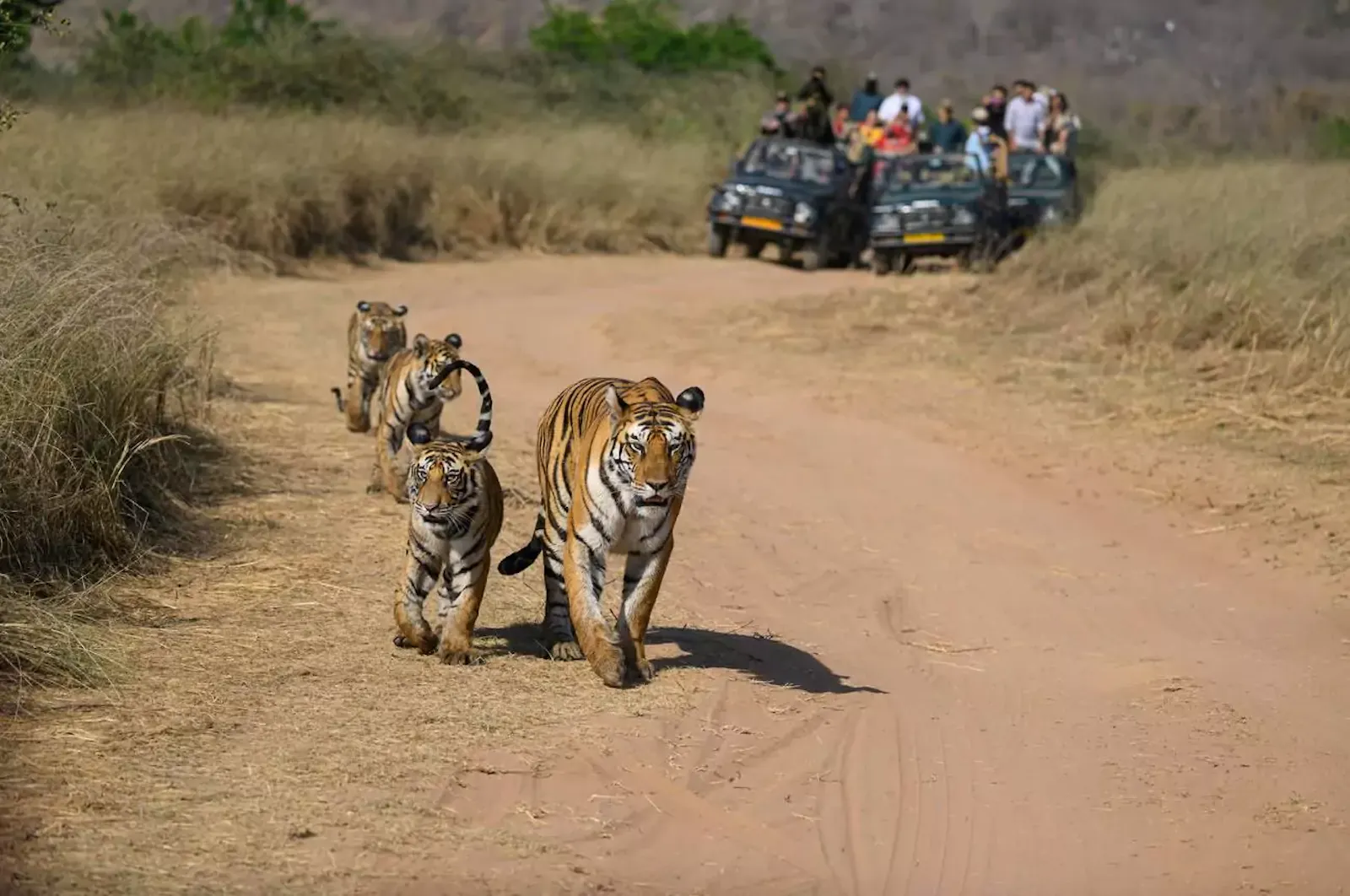 Cultural Safari Tours screenshot 3