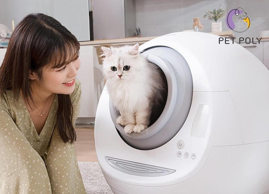 Enseigner aux chats au sable de toilette au bon endroit media 1