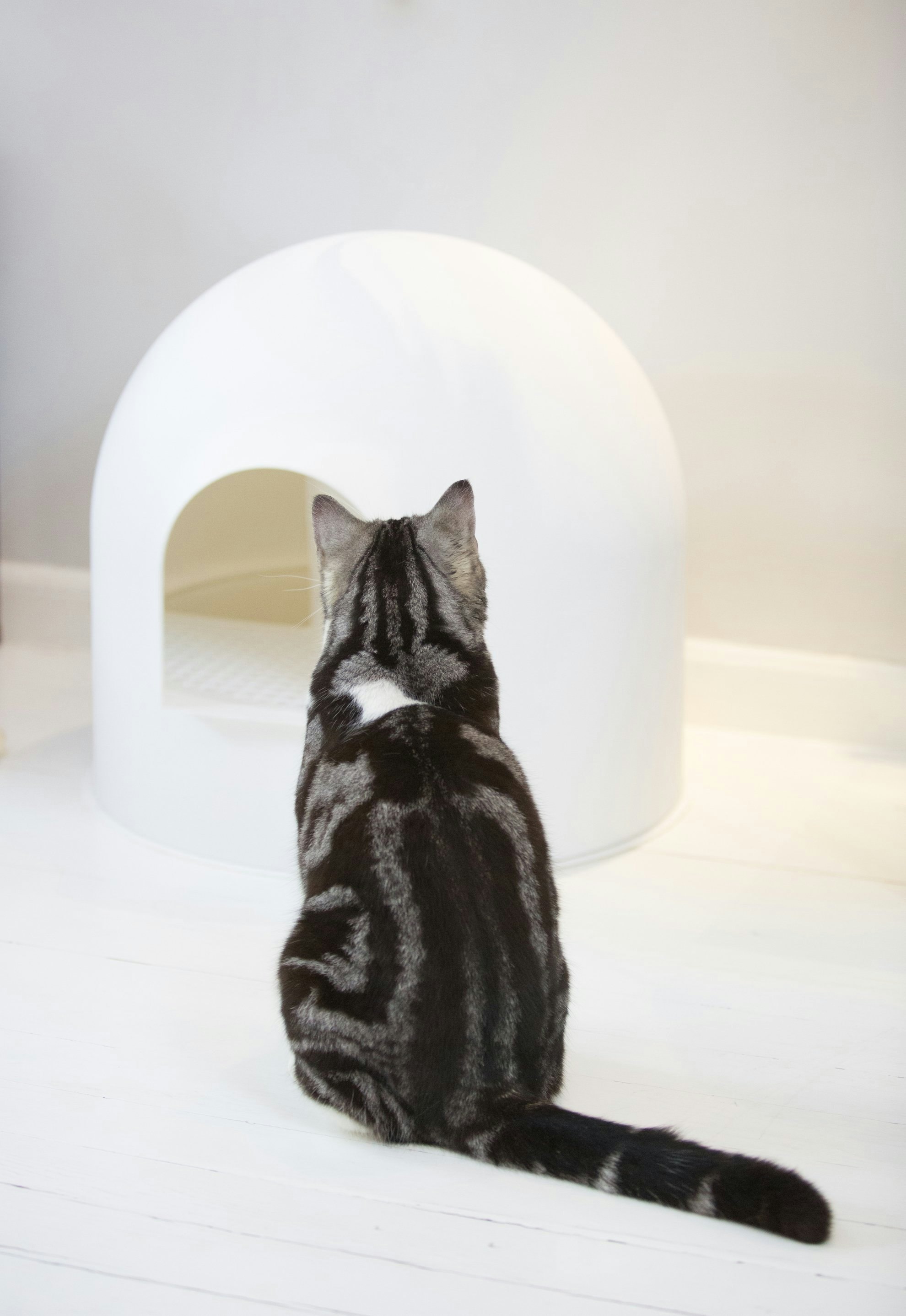 Want an invisible litter box? - try this! pidan igloo litter box gallery image