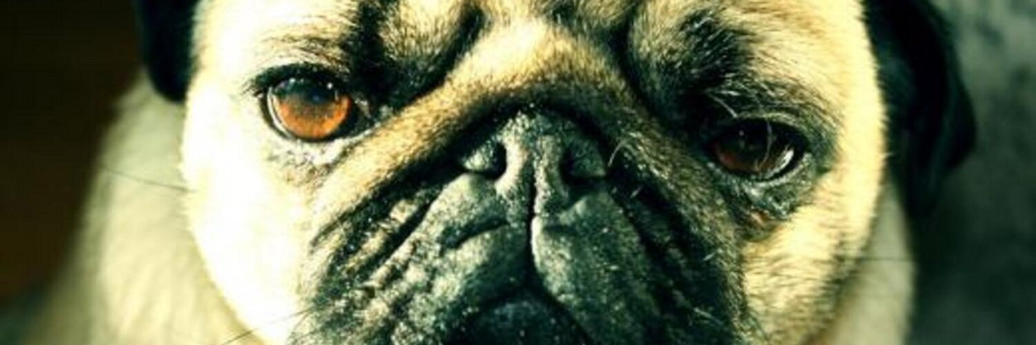 ProductHunt banner for @pug