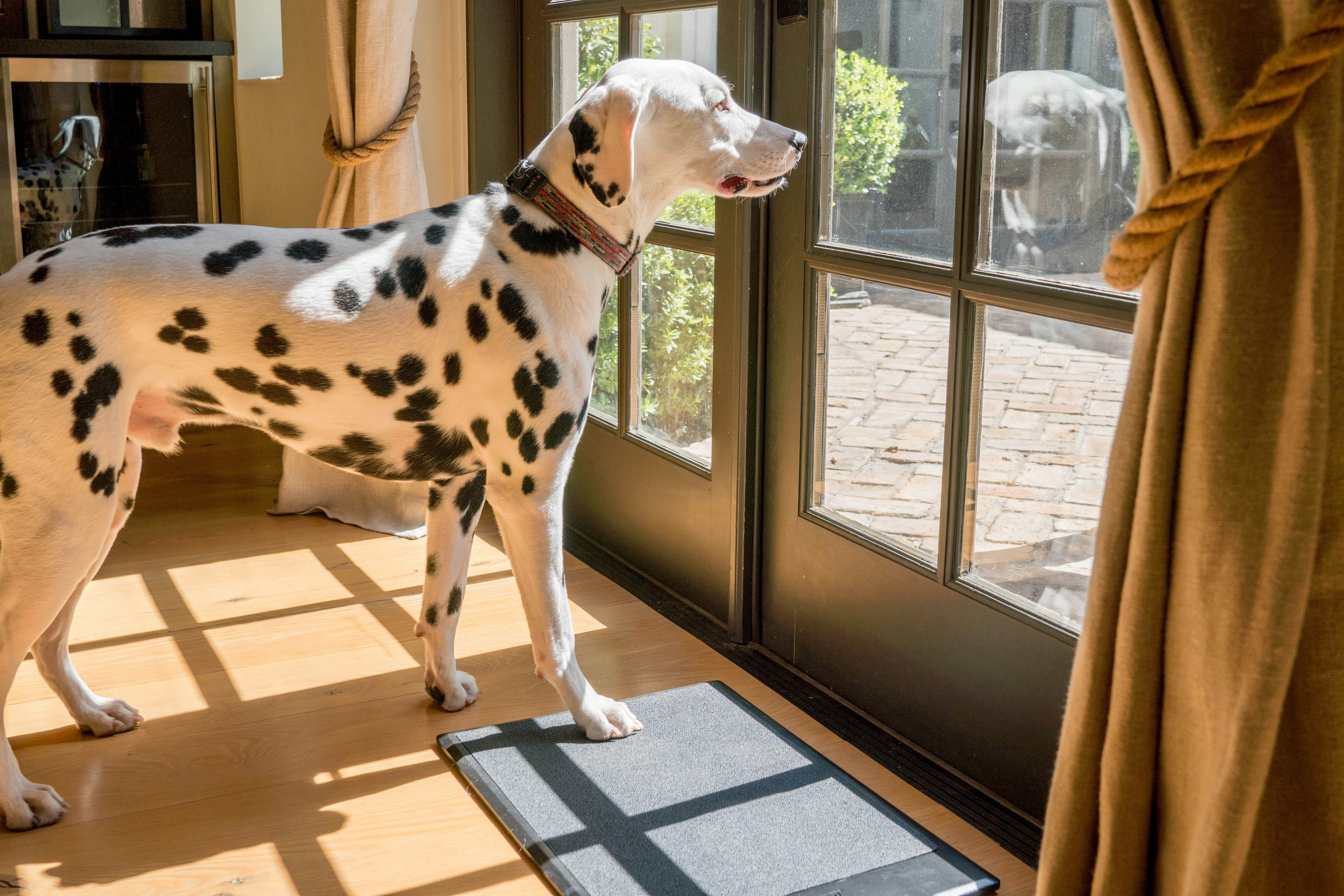 Barking Mat gallery image