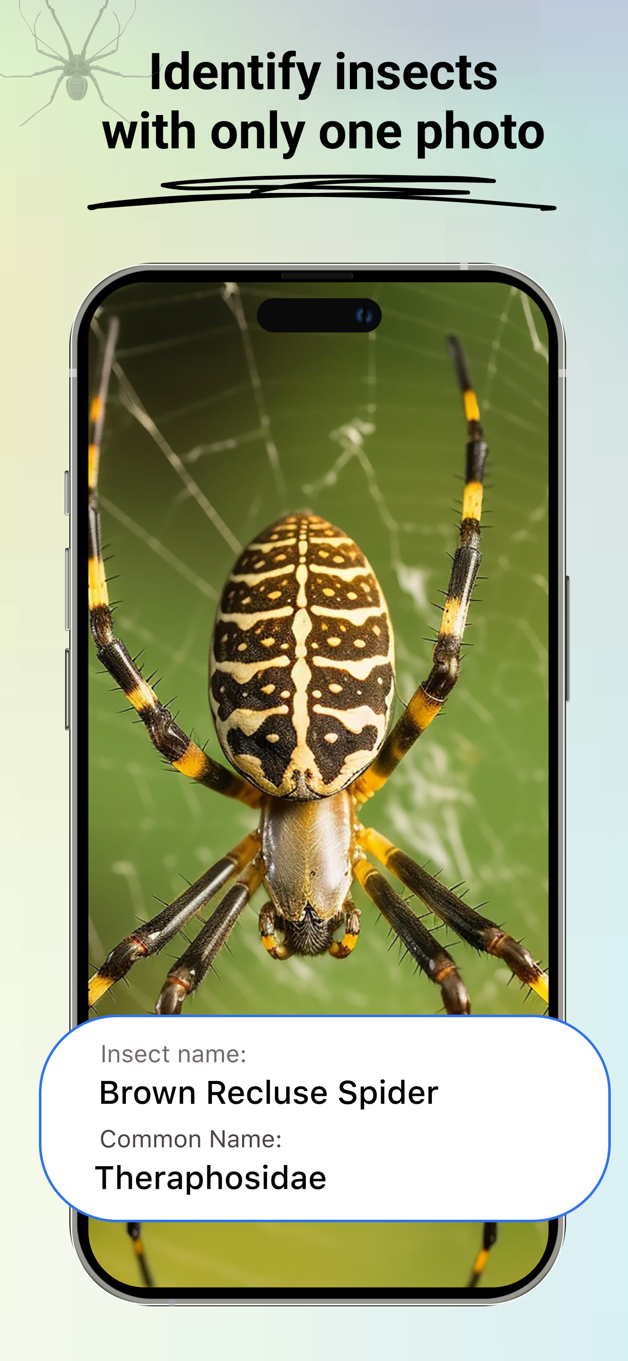 Insect -identificatie: bugvinder media 1