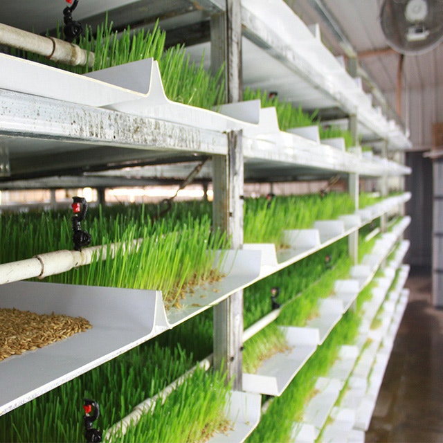 Hydroponic Fodder System