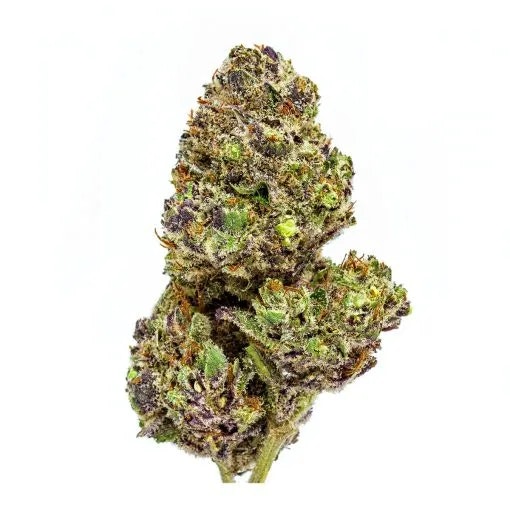 Media Platinum Rockstar - Platinum dan Kush X Rockstar 2