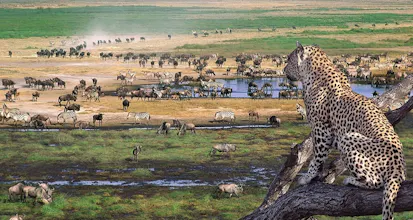 Africantrust Safari gallery image