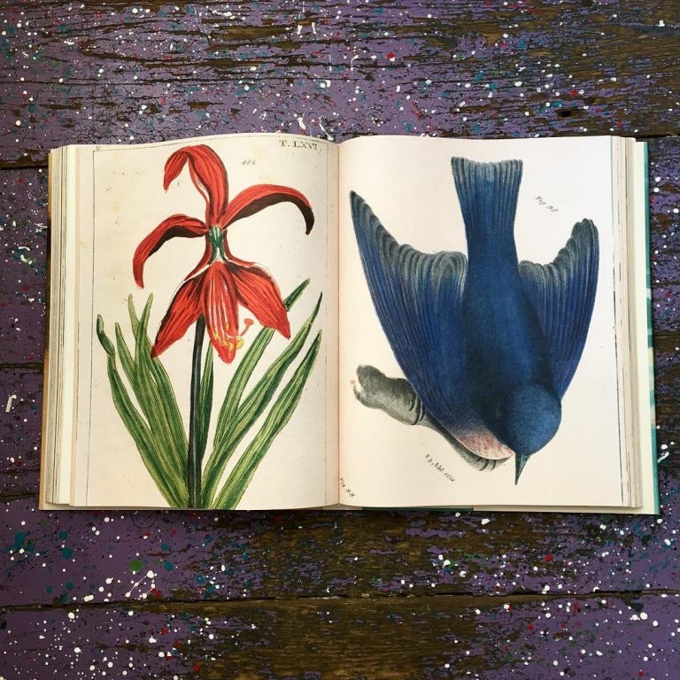 John Derian Picture Book gallery image
