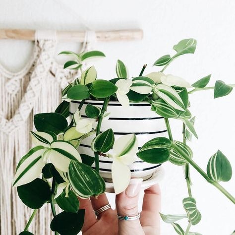 Planta gallery image