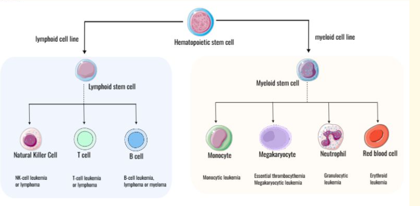 BioSketch - Main product screenshot demonstrating key features and user interface