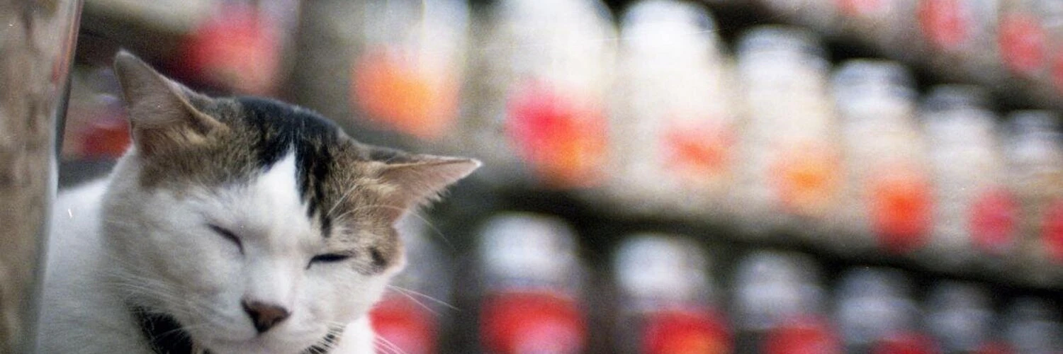 Mark Justin Harvey cover