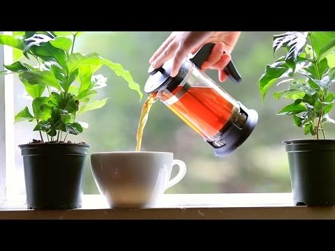 Wize Monkey Coffee Leaf tea gallery image