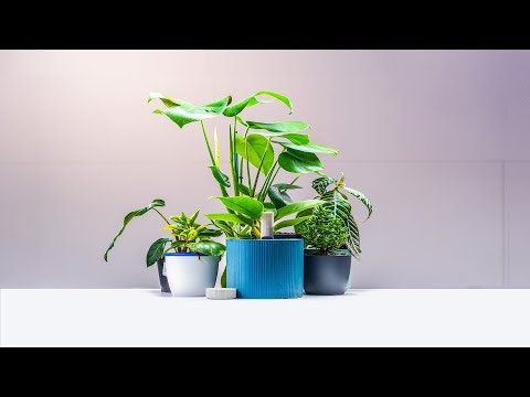 Willow gallery image