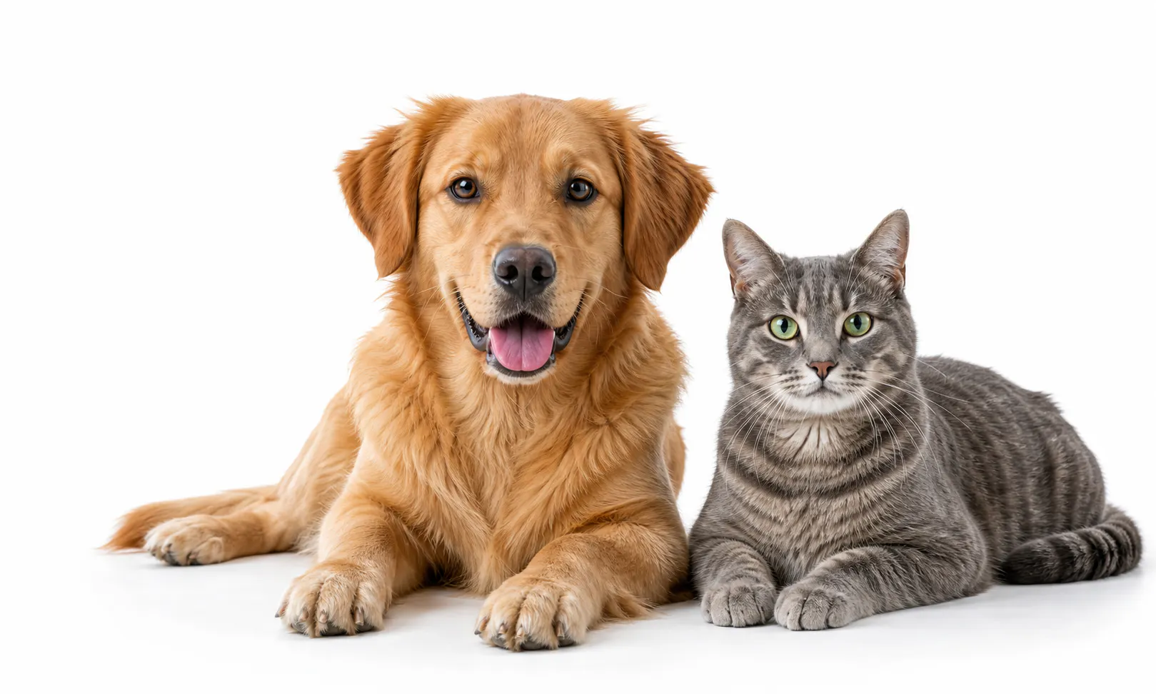 Dog Age Calculator gallery image