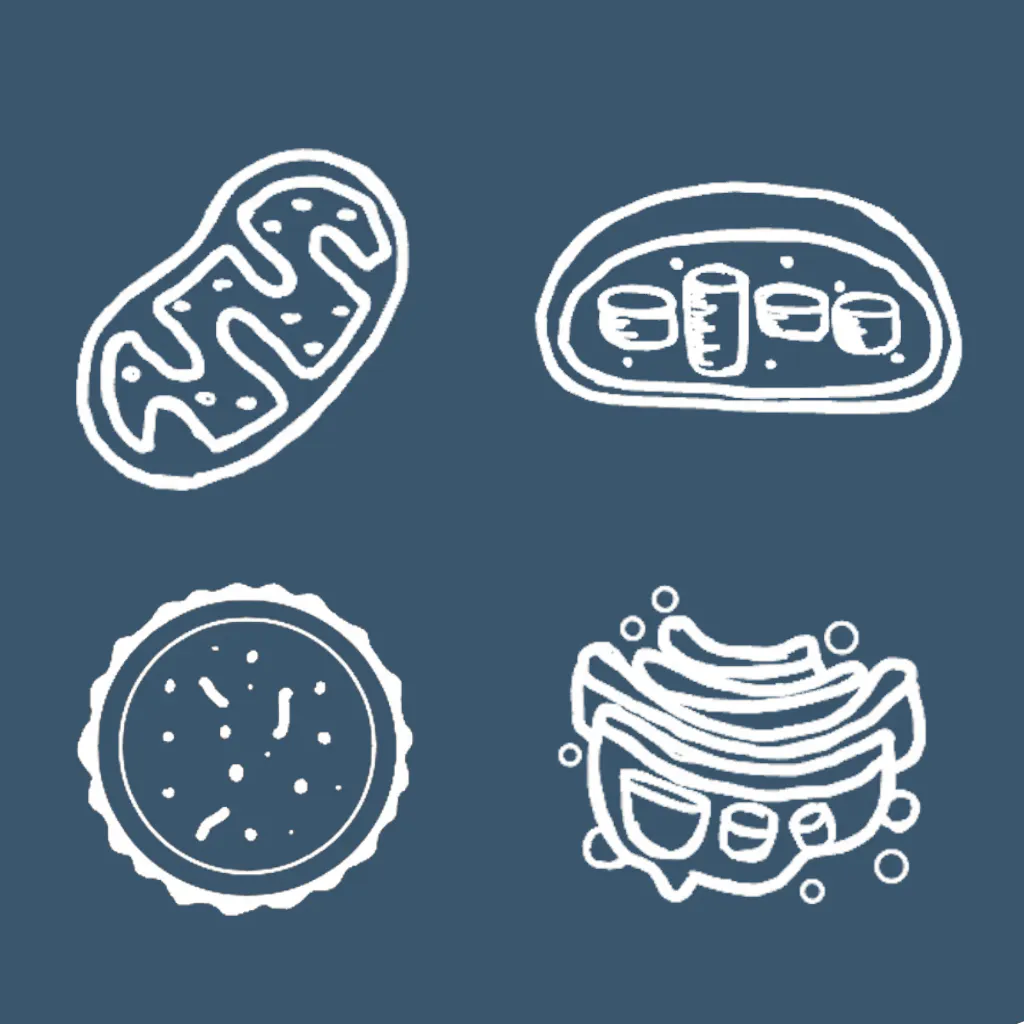 BioGuesser: Organelles