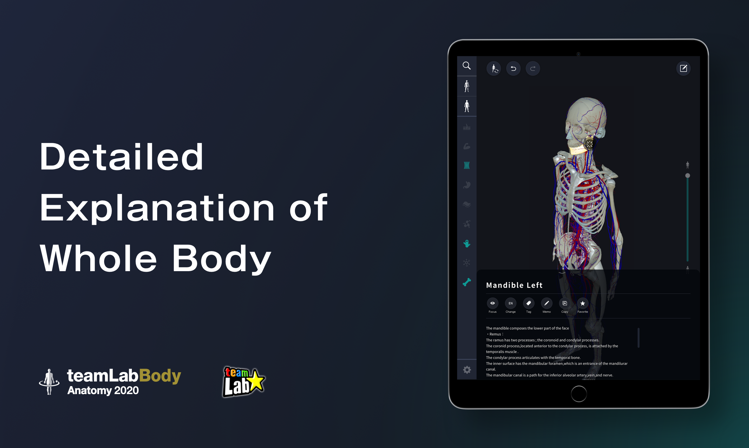 3D anatomy by teamLabBody gallery image