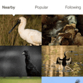 Wildlife Spotting