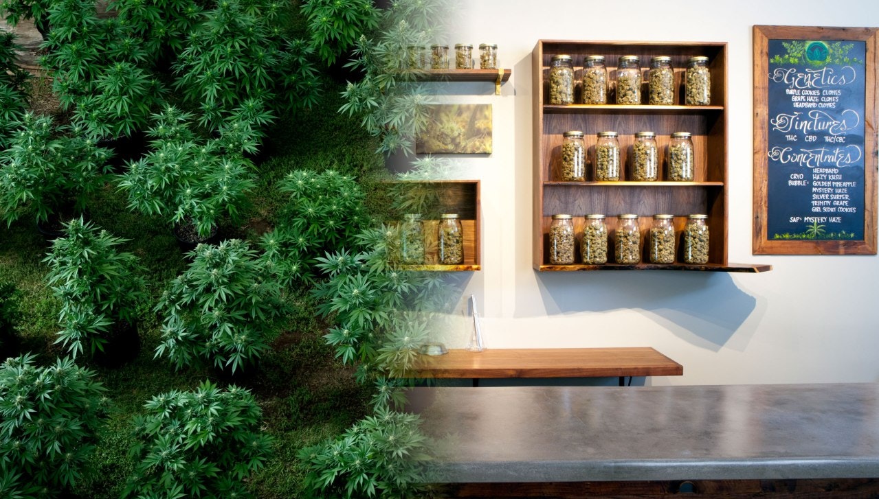 Confident Cannabis gallery image