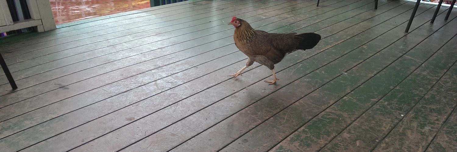 Mirza Busatlic cover