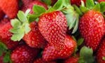 Albion Strawberry Plants For Sale  image