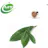 Loquat Leaf Extract powder