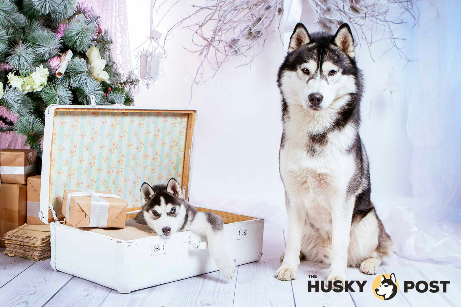 The Husky Post gallery image