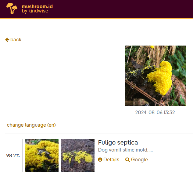 Fungi.id - Pilzidentifikations -Web -App Medien 1