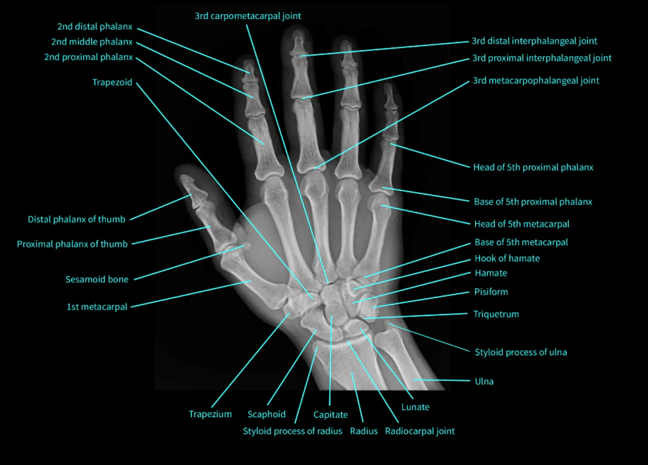 X-Rays: Atlas of Human Anatomy