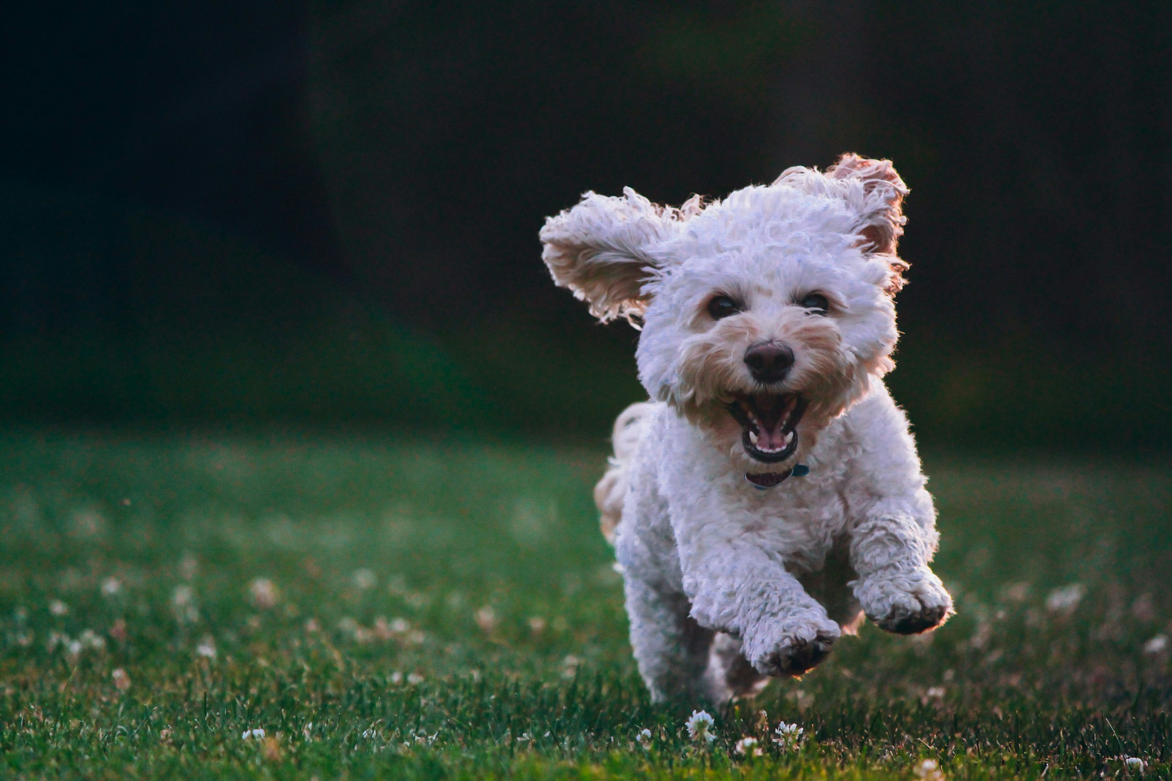 Tail Wag Dog: MEDIA FOR PETS media 5