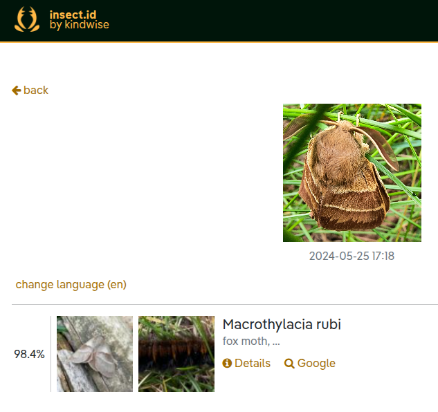 Insect.id - веб -приложение для идентификации насекомых медиа 1