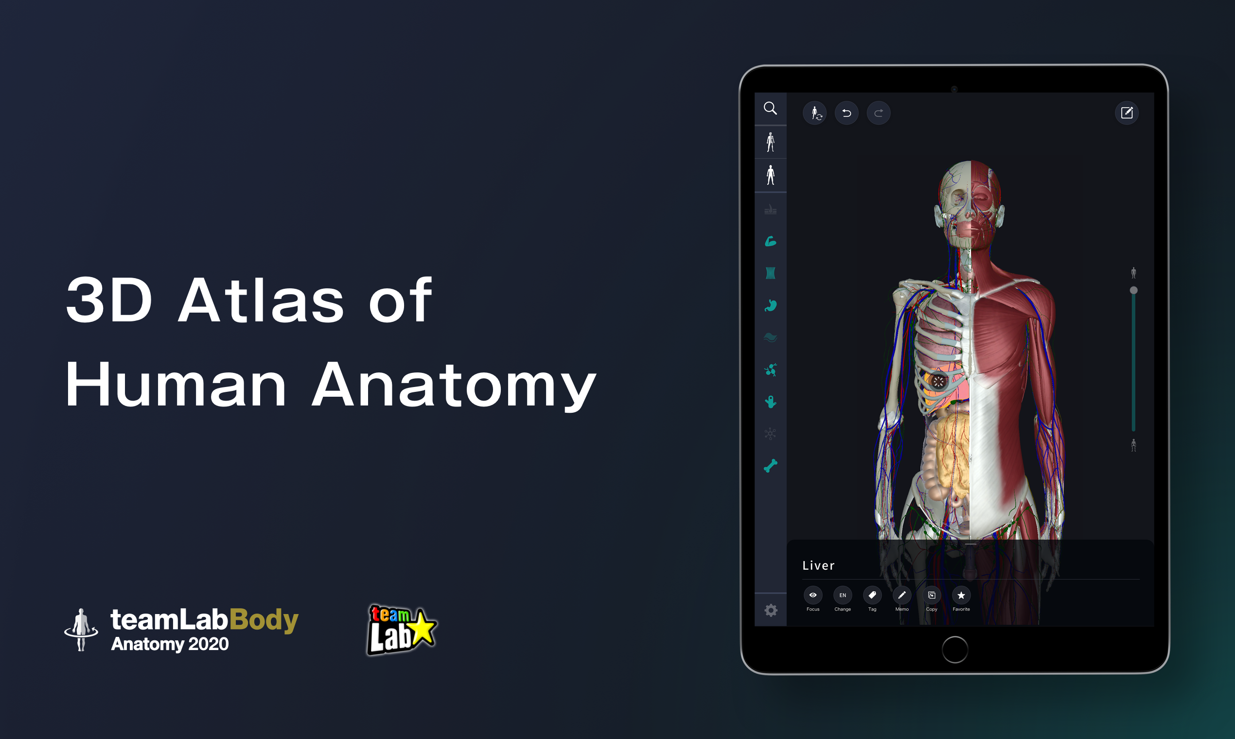 3D anatomy by teamLabBody 3D human anatomy app based on actual human