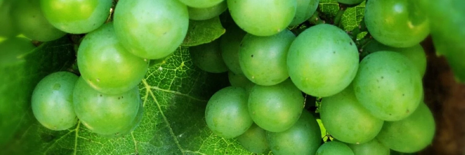 Enrico Frascati cover