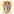 Brain habbbit