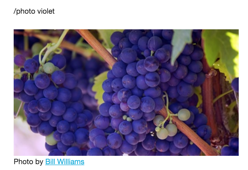 slash.photo gallery image