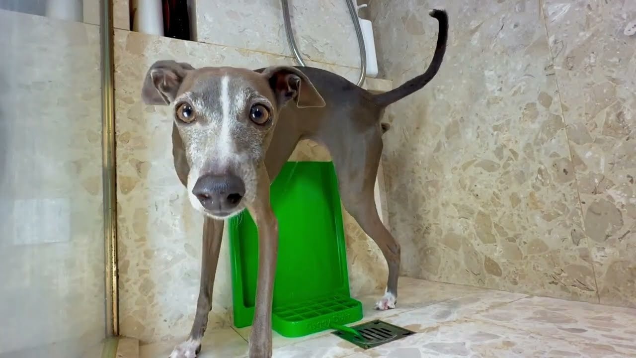 DoggyDrain gallery image