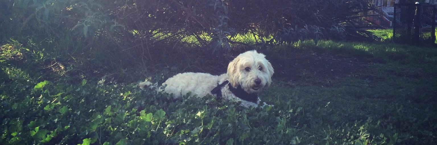 Laura Gluhanich cover