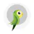 Popin Budgie