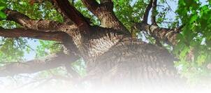 Tree Service Chilliwack Inc. gallery image