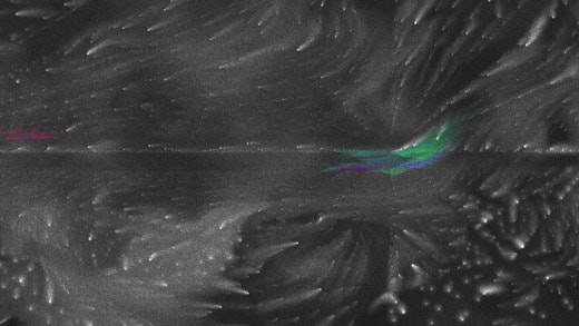 Poly Fuana by Radiohead gallery image