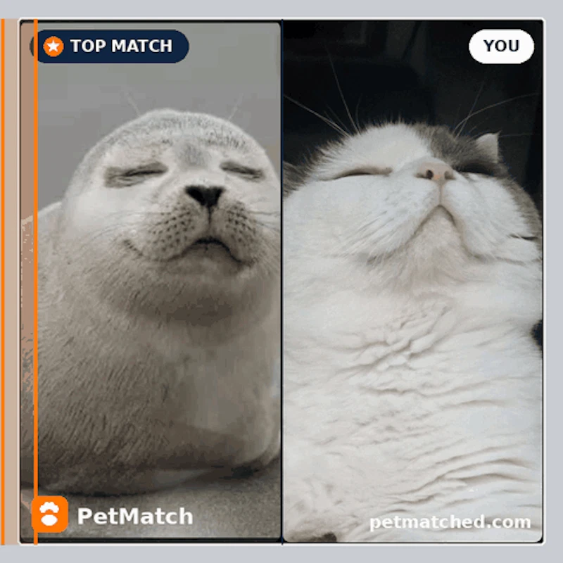 PetMatch screenshot 4